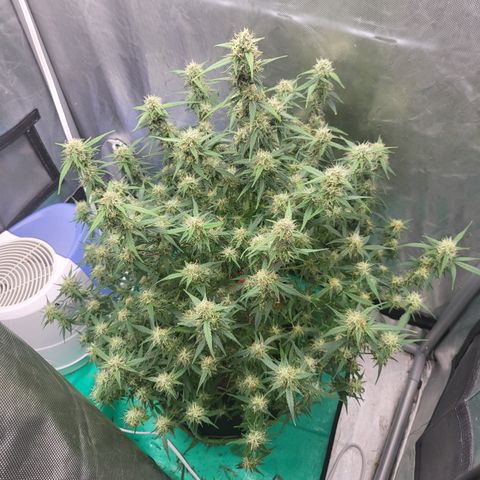 Wedding Cake Auto growlog timeline photo