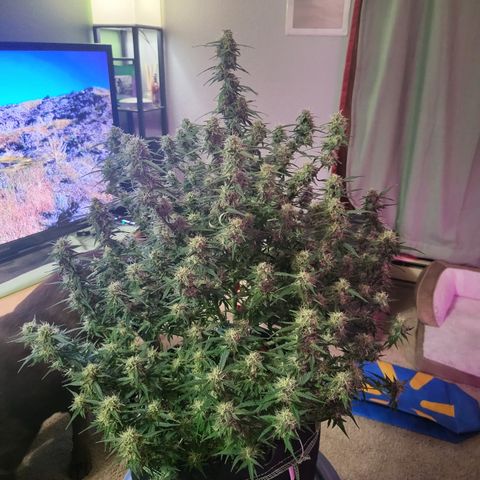 Wedding Cake Auto growlog timeline photo