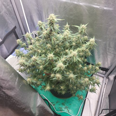 Wedding Cake Auto growlog timeline photo