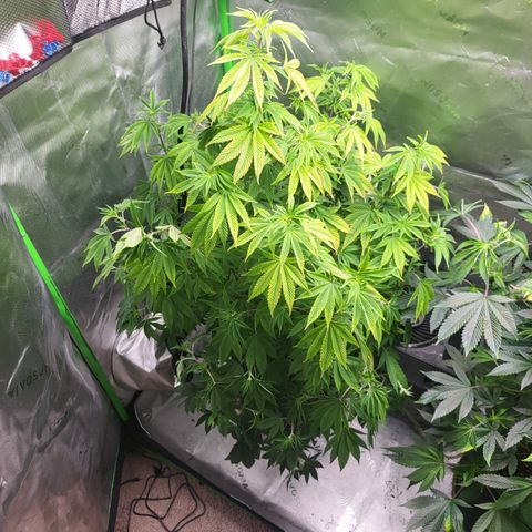 Glueberry OG growlog timeline photo