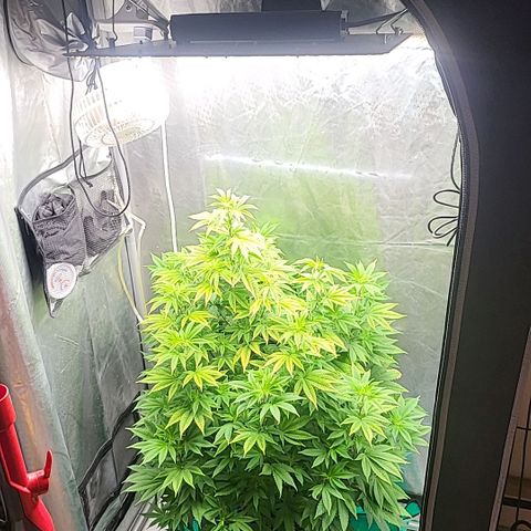 Glueberry OG growlog timeline photo