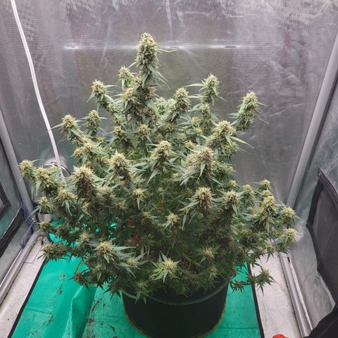 Wedding Cake Auto growlog timeline photo
