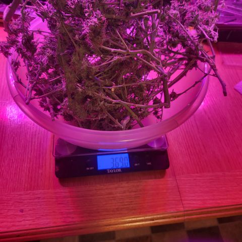 Wedding Cake Auto growlog timeline photo
