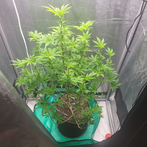 Glueberry OG growlog photo: Switched lights to flowering water system back in place 
