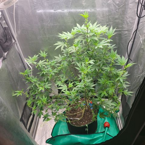 Glueberry OG growlog timeline photo
