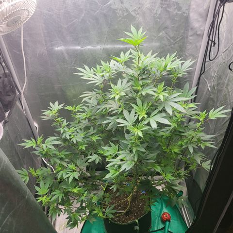 Glueberry OG growlog timeline photo