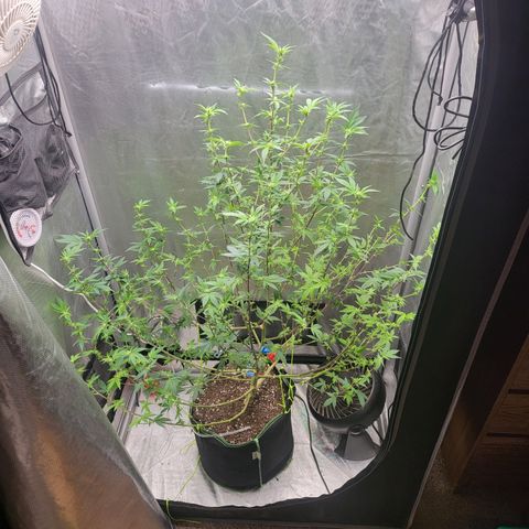 Glueberry OG growlog timeline photo