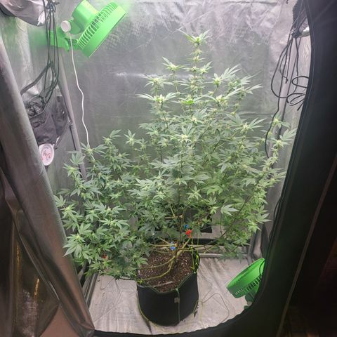 Glueberry OG growlog timeline photo