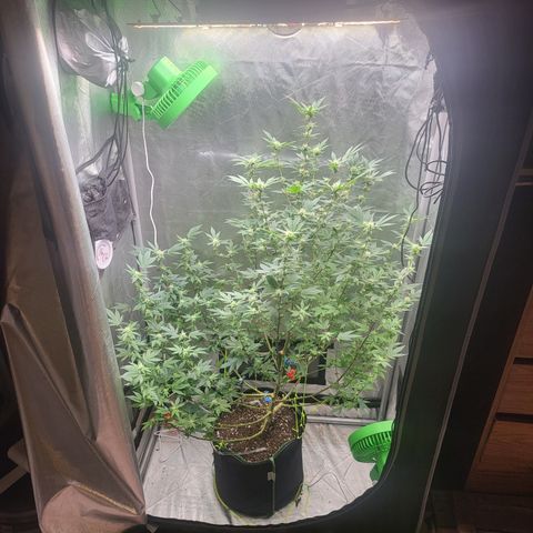 Glueberry OG growlog timeline photo