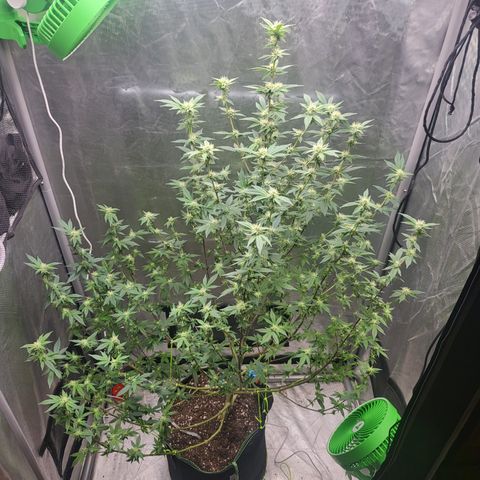 Glueberry OG growlog timeline photo