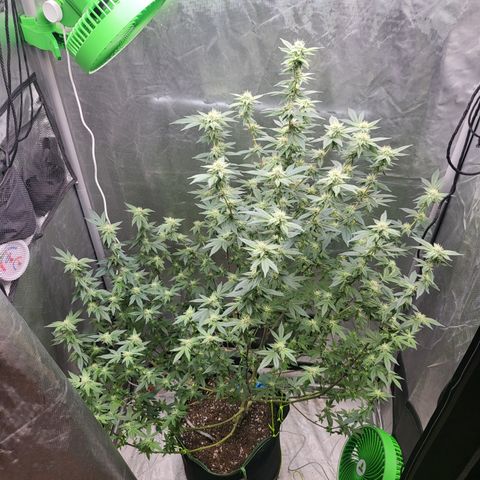 Glueberry OG growlog timeline photo