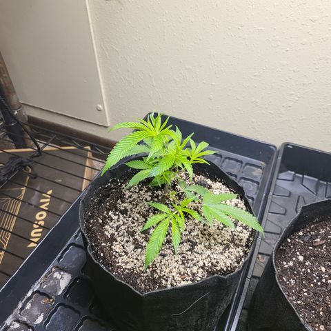 Super Zoldier Serum 2 growlog timeline photo