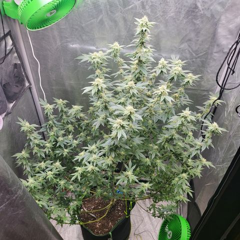 Glueberry OG growlog timeline photo
