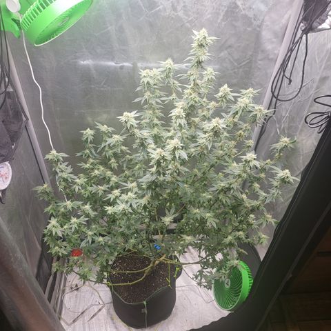 Glueberry OG growlog timeline photo