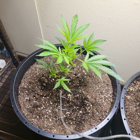 Super Zoldier Serum 2 growlog timeline photo