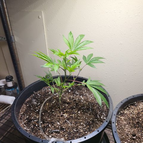 Super Zoldier Serum 2 growlog timeline photo