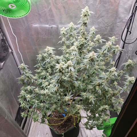 Glueberry OG growlog timeline photo