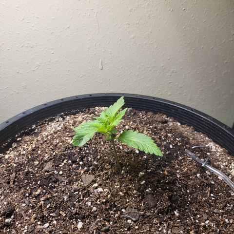 Green Crack growlog timeline photo