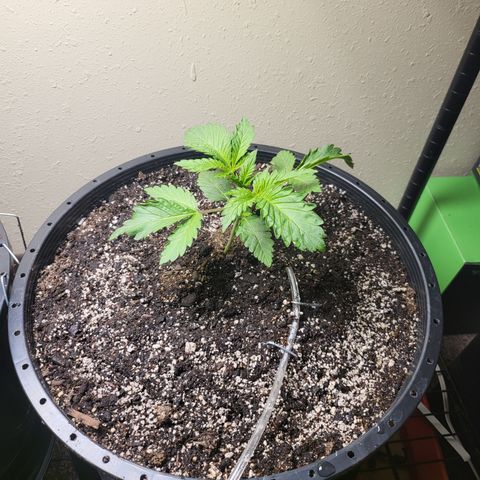 Green Crack growlog timeline photo