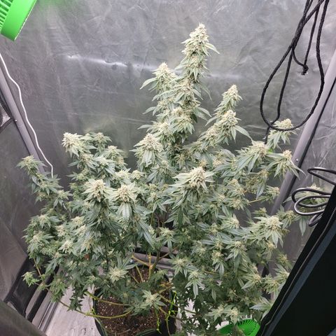Glueberry OG growlog timeline photo