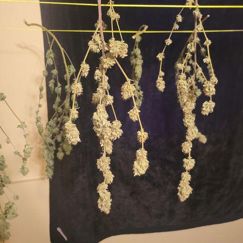 Glueberry OG growlog timeline photo