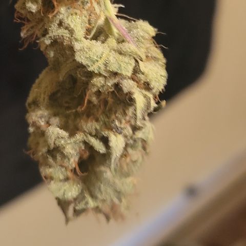 Glueberry OG growlog timeline photo