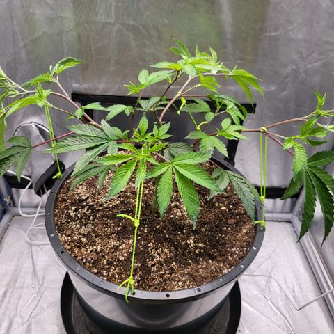 Super Zoldier Serum 2 growlog photo: First set of tie downs 