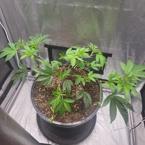 Super Zoldier Serum 2 growlog timeline photo