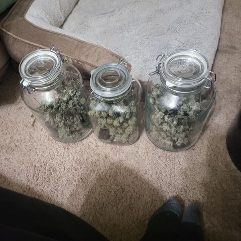 Glueberry OG growlog timeline photo