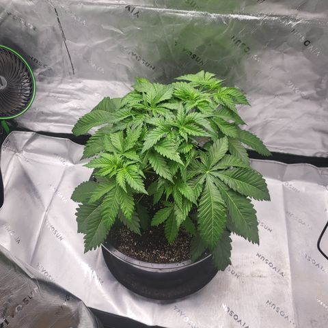 Green Crack growlog timeline photo