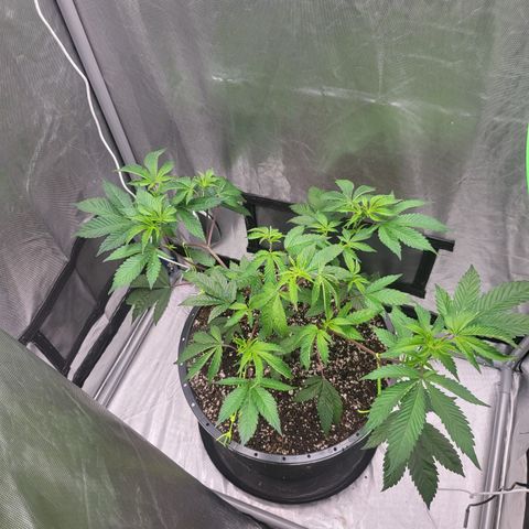 Super Zoldier Serum 2 growlog timeline photo