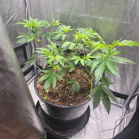 Super Zoldier Serum 2 growlog timeline photo