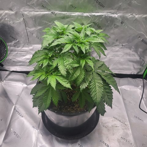 Green Crack growlog timeline photo