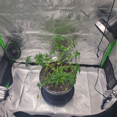 Green Crack growlog timeline photo