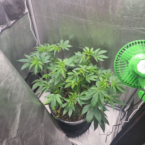 Super Zoldier Serum 2 growlog timeline photo