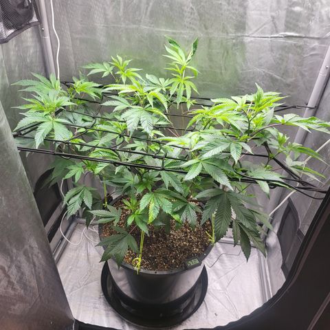 Super Zoldier Serum 2 growlog timeline photo