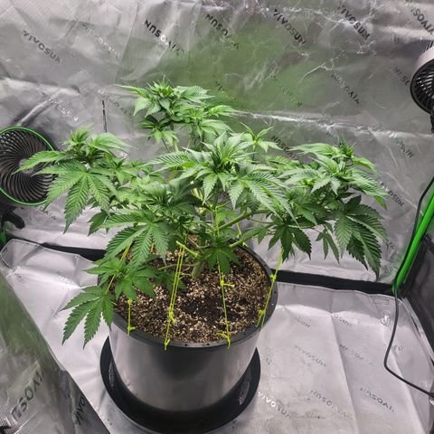 Green Crack growlog timeline photo