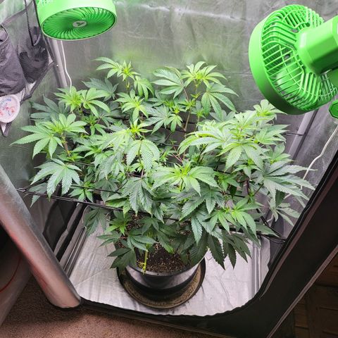 Super Zoldier Serum 2 growlog timeline photo