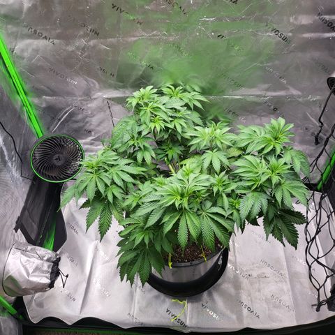 Green Crack growlog timeline photo