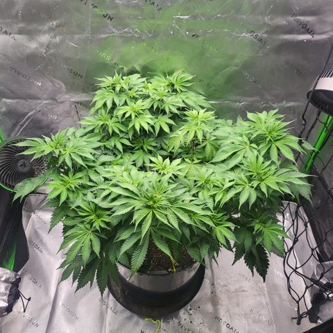 Green Crack growlog timeline photo