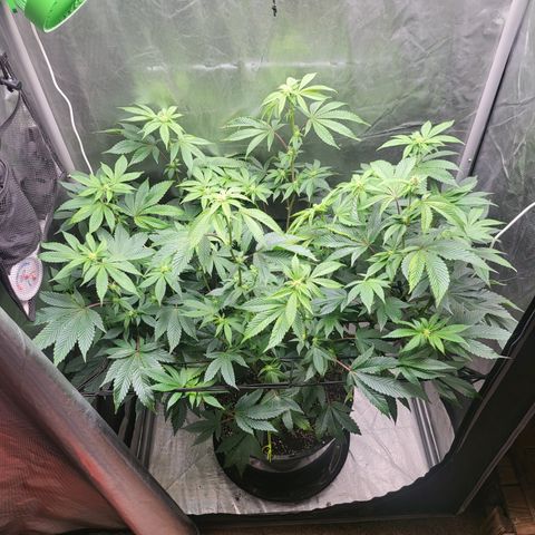 Super Zoldier Serum 2 growlog timeline photo