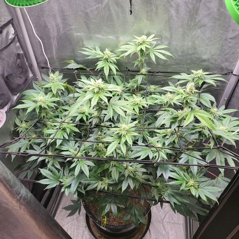 Super Zoldier Serum 2 growlog timeline photo