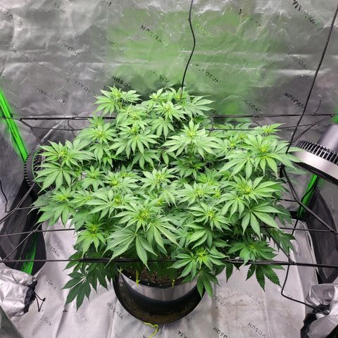 Green Crack growlog timeline photo