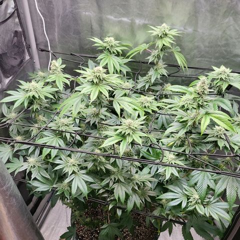Super Zoldier Serum 2 growlog timeline photo