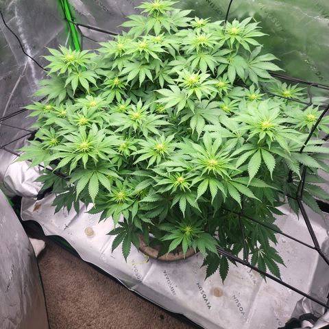 Green Crack growlog timeline photo