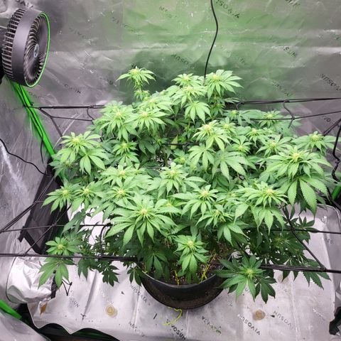 Green Crack growlog timeline photo