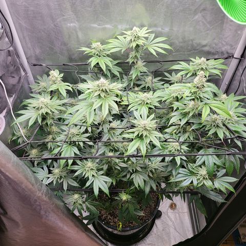 Super Zoldier Serum 2 growlog timeline photo
