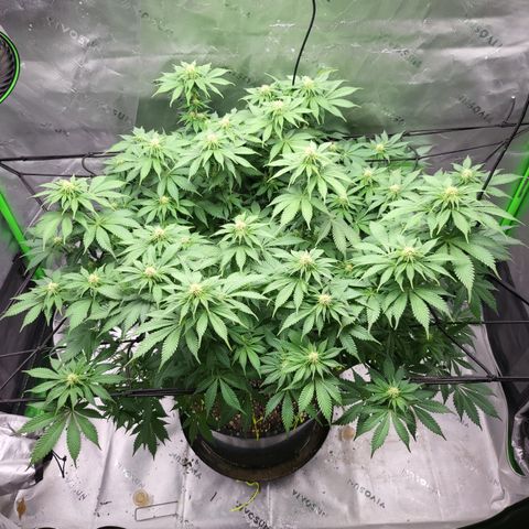 Green Crack growlog timeline photo