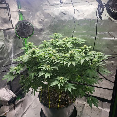Green Crack growlog timeline photo