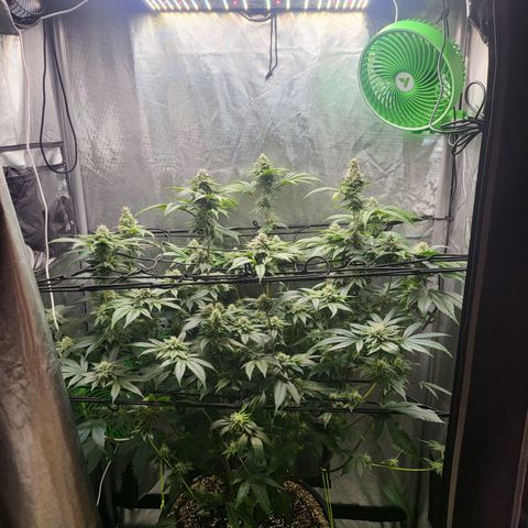Super Zoldier Serum 2 growlog timeline photo